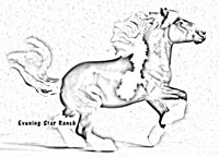 Breyer Stablemate Augustus