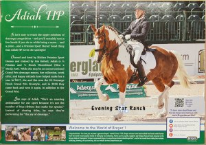 Breyer Traditional Totilas - Adiah HP