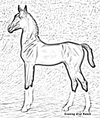Breyer Traditional Lipizzaner Foal
