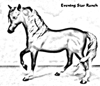 Breyer Traditional Marabella