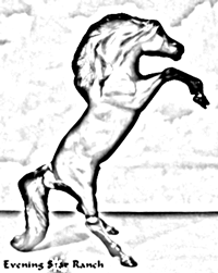 Breyer Classic Sombra