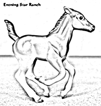 Breyer Stablemate Cantering Foal