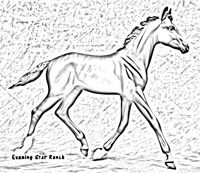 Breyer Traditional Gilen