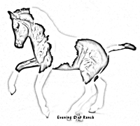 Breyer Traditional Welsh Foal