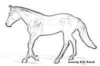 Breyer Loping QH aka Dungaree