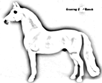 Stone Horses Santa Fe Morgan