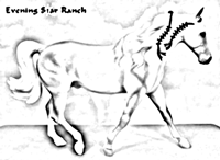 Breyer Traditional Missouri Fox Trotter