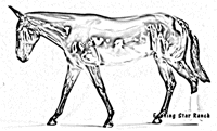 Stone Horses Mule