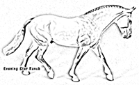 Stone Horses Irish Draught - Hidalgo