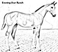 Stone Horses Weanling