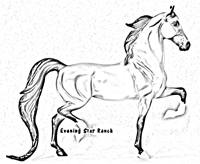 Breyer Traditional National Show Horse